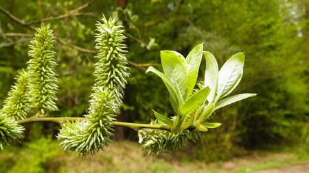 Close up of willow catkins. Flowering willow - waking up nature. Nature concept.