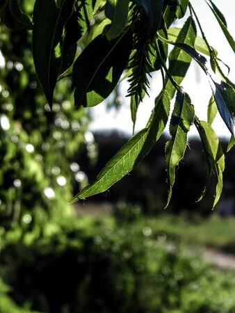Close up of branch and it's green leaves. Flora of Tuchola Forest region in Poland. Nature background, summer. Copy space.の写真素材