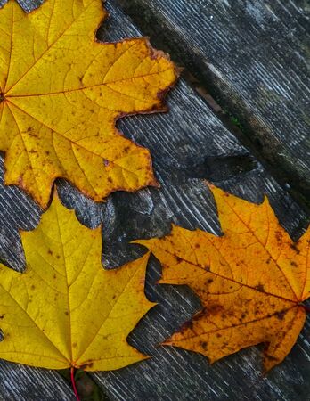 Autumn leaves on wooden plank as nature background. Copy space.の写真素材
