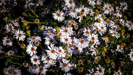 Gerbera flowers as nature background. Daisy Gerbera flowers, summer nature.の写真素材