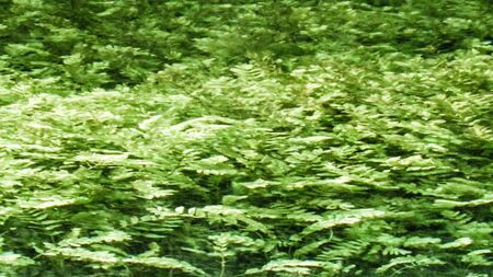 Waterplants under beautiful water of Black Drim's River springs. Exploration and nature concept.