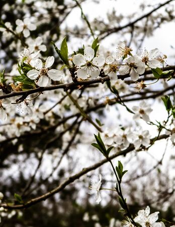 Close up of white flowers of wild apple tree. Summer season.