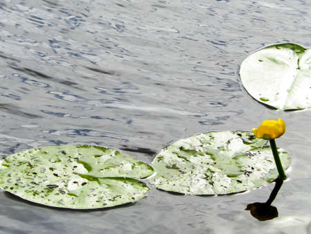 Close up of Nymphaea alba flowers on lake water. Copy space, nature concept.の写真素材