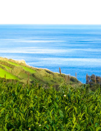 Landscape of tea plantation in Porto Formoso and atlantic ocean in the background.の写真素材