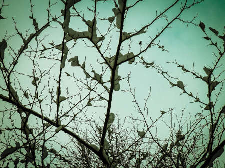 Winter season concept - white snow on branches. Nature background, art filter toned.