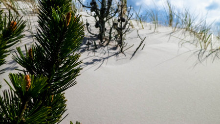 Sand dunes in Stilo, Leba. Coastal area of Northern Poland.の写真素材