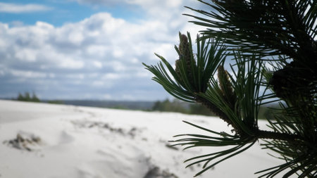 Sand dunes in Stilo, Leba. Coastal area of Northern Poland.の写真素材