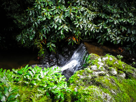 Little river at Botanical Garden of Ribeira do Guilherme, S