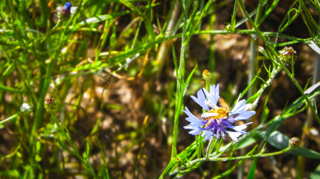 Close up of honey bee on iris flower. Summer nature concept.