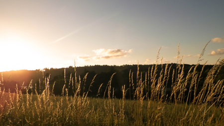 Grass on sunset sky background. nature backgroundの写真素材