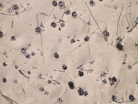 Cones and sand as a natural background. copy space.