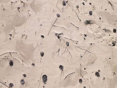 Cones and sand as a natural background. copy space.の写真素材