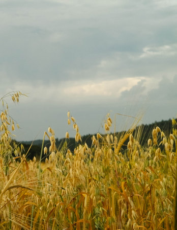Close up of oat field. Agriculture and nature concept.の写真素材