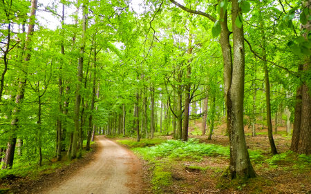 Landscape of forest area in Pelcznica National Reserve. Beautiful nature of northern Poland, Kashubian region.の写真素材