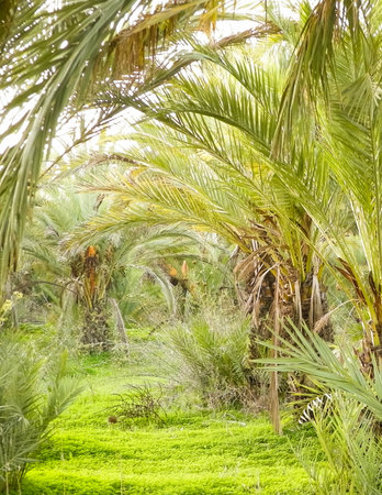 Date palm forest in Cyprus, asia. tropical nature.の写真素材