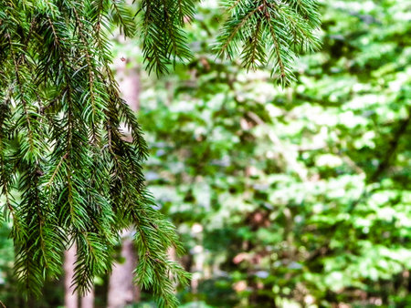 forest background. Close-up of spruce branches. nature concept. Copy space on blur.