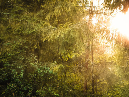 Forest tree branches as nature background. Copy space, abstract filter toned.の写真素材