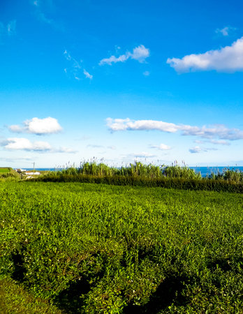 Landscape of tea plantation in Porto Formoso and atlantic ocean in the background.の写真素材