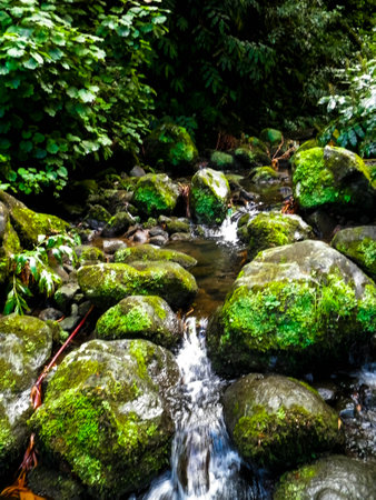 Little river at Botanical Garden of Ribeira do Guilherme, Sの写真素材
