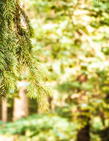 forest background. Close-up of spruce branches. nature concept. Copy space on blur. Abstract filter toned.の写真素材
