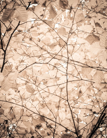 Branches of autumnal trees as nature background. Golden autumn, copy space. BW abstract filter toned.の写真素材