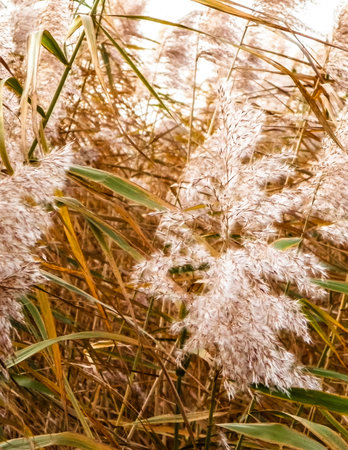 Coastal grasses at morning light, as a natural background copy space.の写真素材