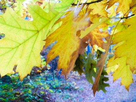 The fall is coming. Close up of autumn leaves as nature background.の写真素材