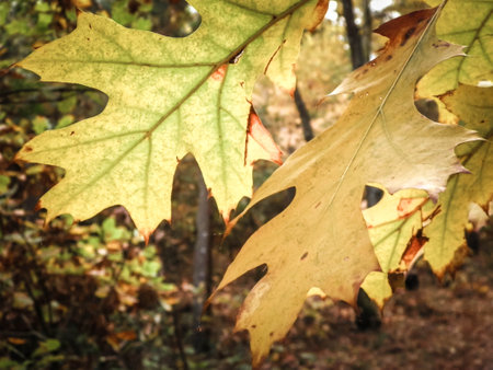 The fall is coming. Close up of autumn leaves as nature background.の写真素材