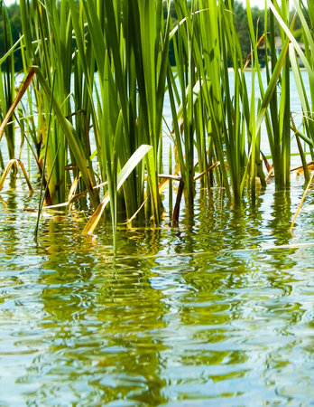 Close up of typha plant in lake water. Copy space on lake water.の写真素材