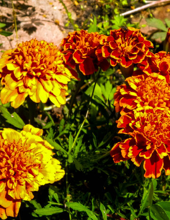 Close up of tagetes flowers. Summer garden concept.の写真素材