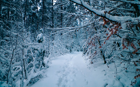 Winter forest in Wiezyca, Kashubia, northern Poland. Wild nature in winter.