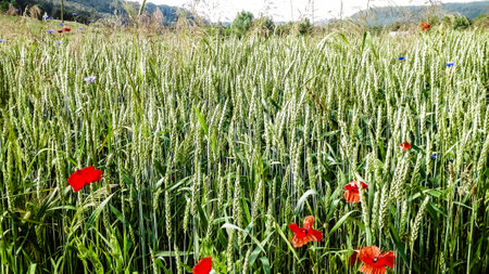 Meadow with poppy flowers as nature background. nature concept.の写真素材
