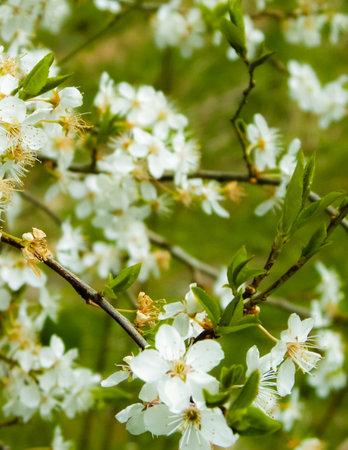 Close up of white flowers of wild apple tree. summer season.の写真素材