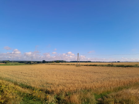 Electric poles on the meadow. Electricity availability in agriculture concept.の写真素材