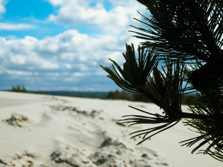 Sand dunes in Stilo, Leba. Coastal area of Northern Poland.の写真素材