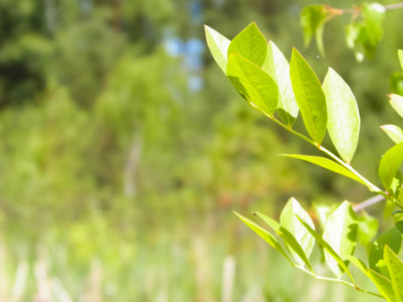Close up of bush and it's green leaves. Flora of Tuchola Forest region in Poland. Nature background, summer. copy space.の写真素材