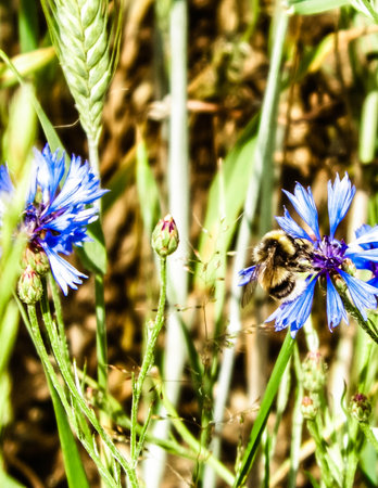 Close up of bumblebee on iris flower. Summer nature concept.の写真素材