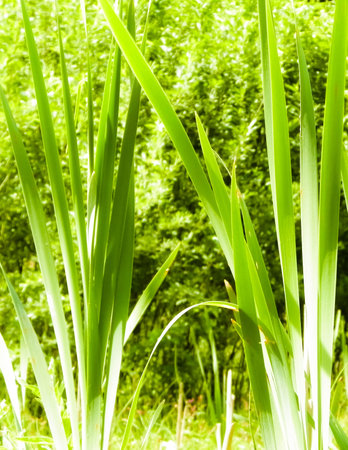 Close up of green leaves of Typha plant. Water grass, nature of Tuchola Forest and Kashubian region in Poland. Nature background.の写真素材