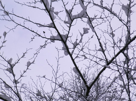 Winter season concept - white snow on branches. Nature background, art filter toned.の写真素材