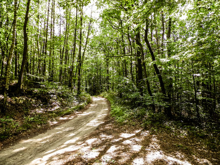 Path in green forest. Summer forest landscape. Nature of Pomerania - region in northern Poland. Travel and nature concept.の写真素材