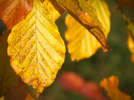 Close up of autumnal leaves. Gold, autumnal colors of nature as background.の写真素材