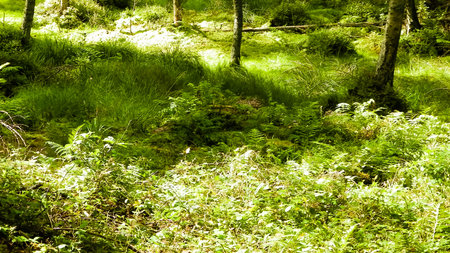Wetland area in green forest. Swamp moss and trees - beautiful nature of northern Poland.の写真素材