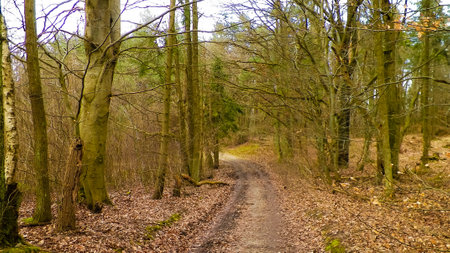 The forest awakens again after the winter break. The spring sun breaks through the trees ... Polish nature. Nature concept.の写真素材