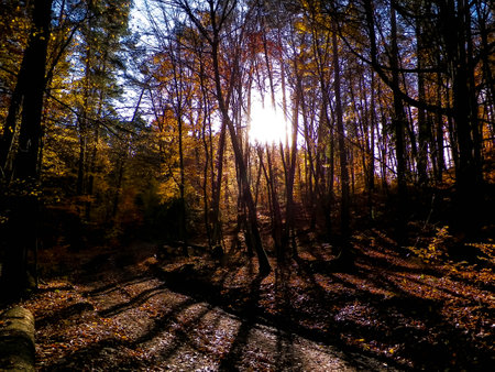 Autumn forest on a sunny day. Golden Polish autumn. nature conceptの写真素材