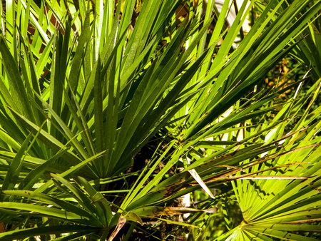 Close up of agave plant. Tropical desert nature.の写真素材