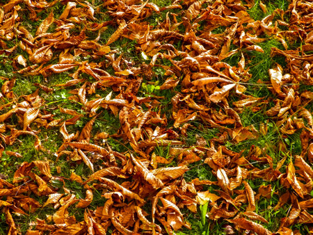 Gold autumnal leaves as nature background. copy space.の写真素材