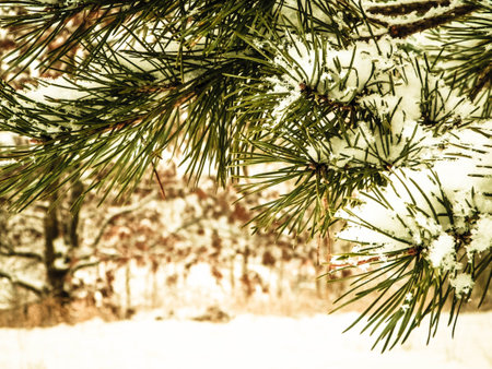 Beginning of winter - fresh snow on spruce tree branch. Copy space, nature background.の写真素材