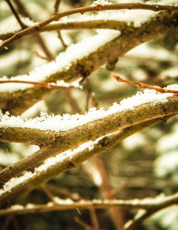 Fresh snow on tree branch. Winter season nature.の写真素材