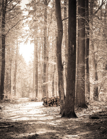 Springtime, forest awakens again after the winter break. The spring sun breaks through the trees on the path in forest. Nature concept. BW filter toned.の写真素材