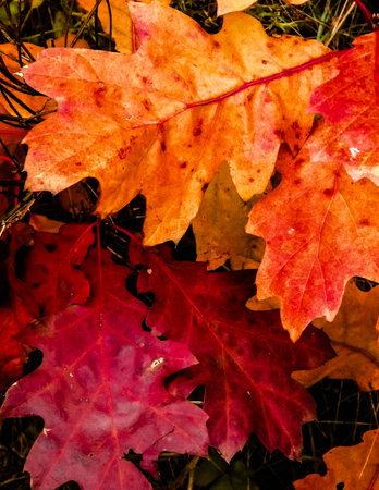 Red autumnal leaves as nature background. copy space.
